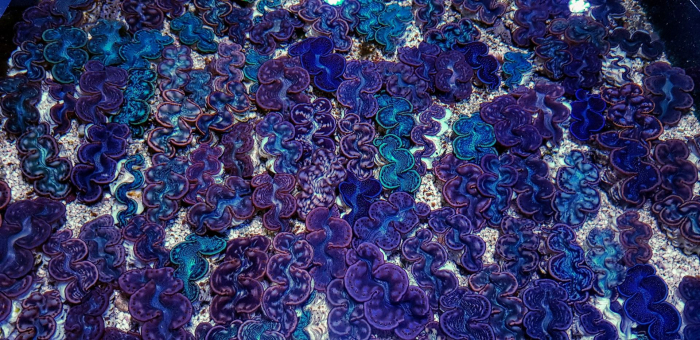 Tridacna maxima (Blau) 4cm