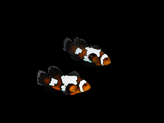 Amphiprion ocellaris 'Snowflake Longfin' Paar WYSIWYG