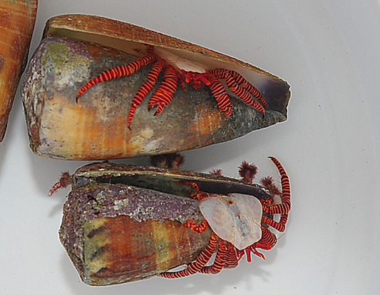 Ciliopagurus strigatus – Ringelsockeneinsiedler