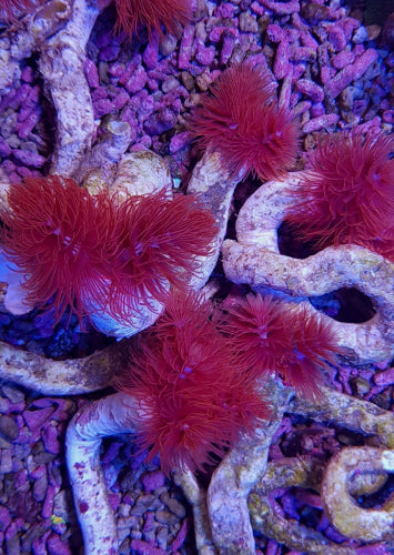 Protula bispiralis Red Pracht-Kalkröhrenwurm XL