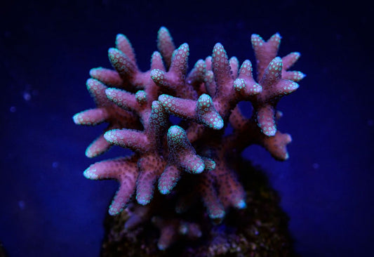 Seriatopora caliendrum (Pink) (Fiji/Tonga) S