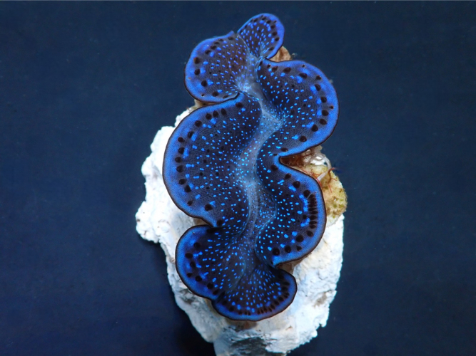 Tridacna maxima (Blau) 4cm