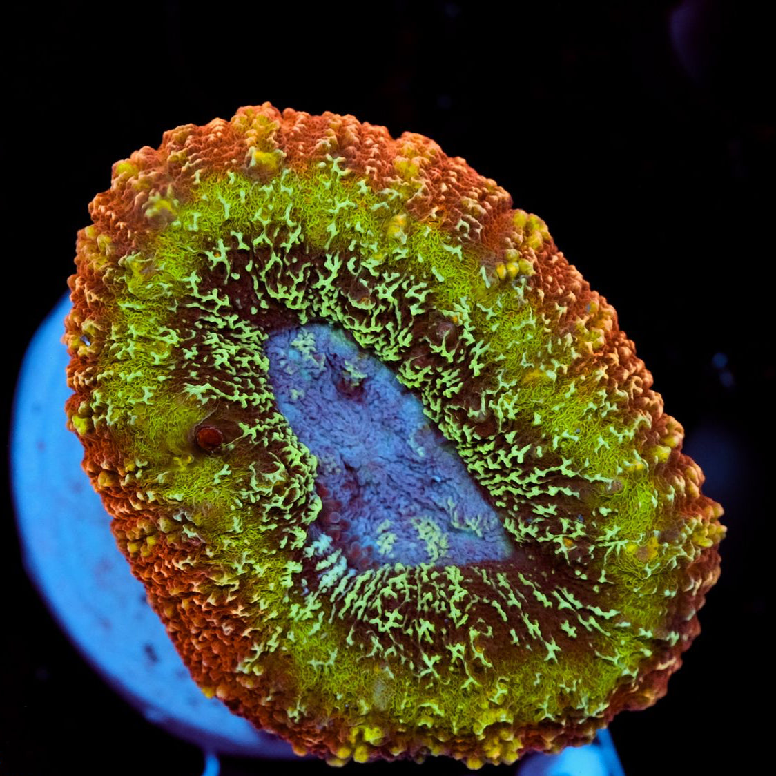 Lobophyllia Rainbow