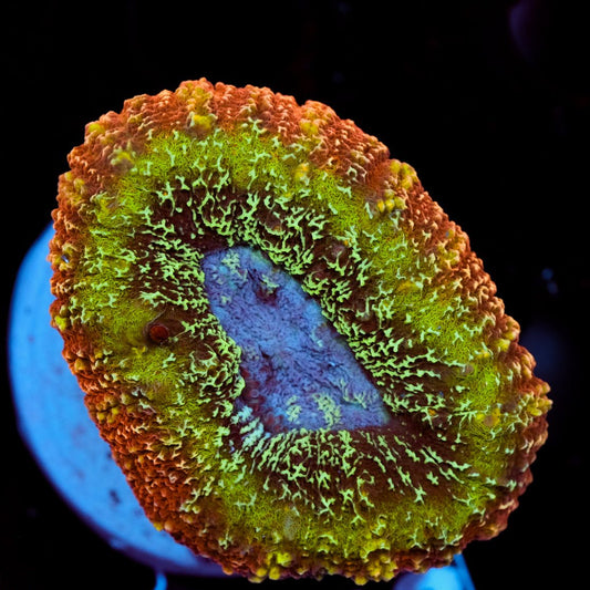 Lobophyllia Rainbow