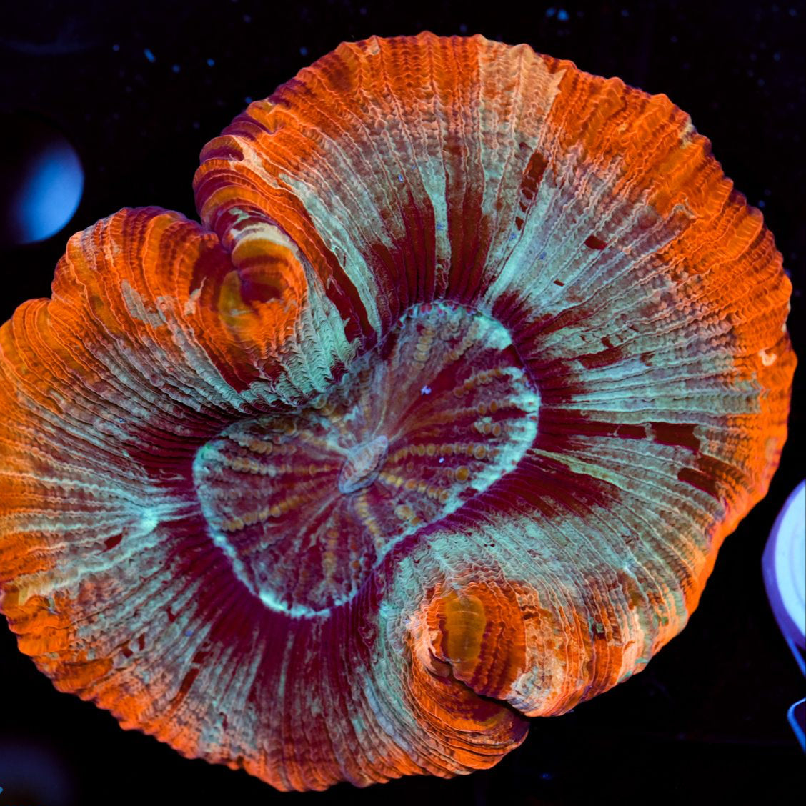 Trachyphyllia geoffroyi