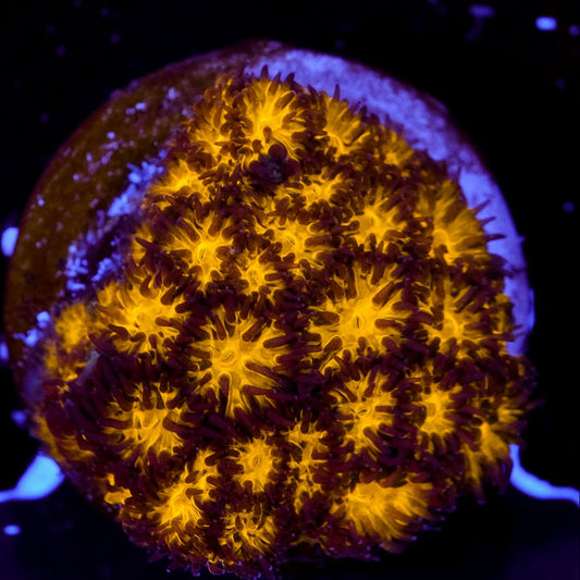 Leptastrea orange