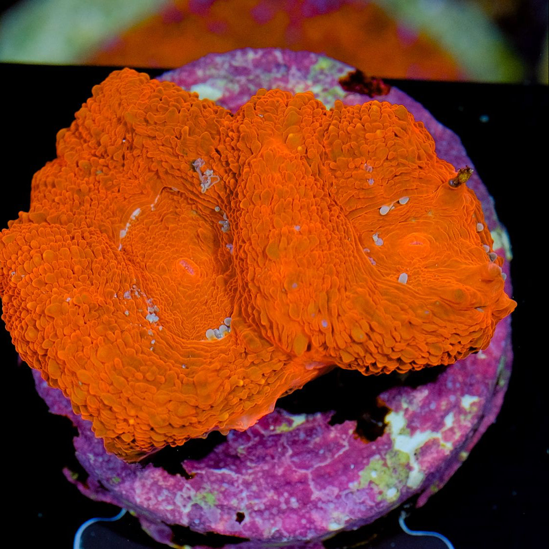 Acanthastrea bowerbanki Red