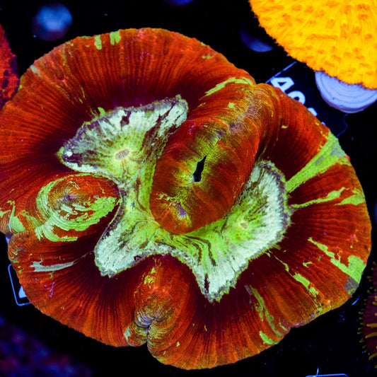 Trachyphyllia geoffroyi