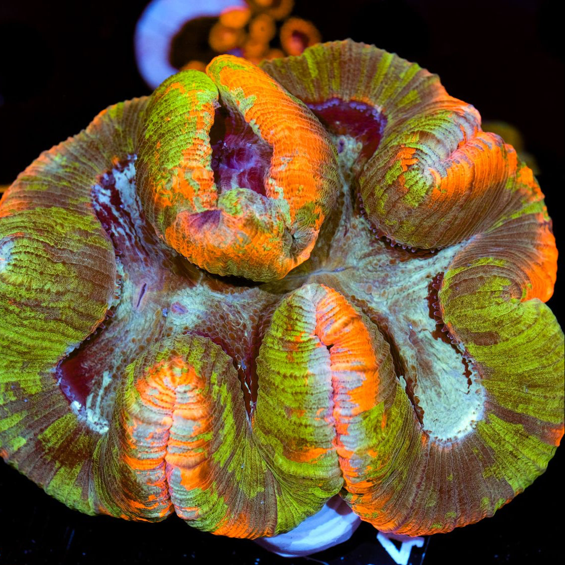 Trachyphyllia geoffroyi