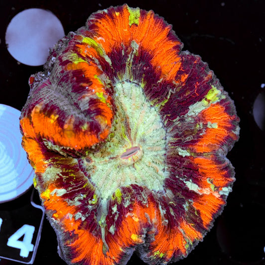 Trachyphyllia geoffroyi