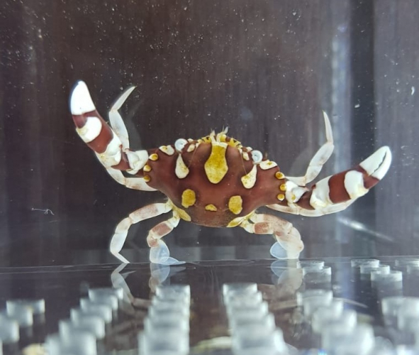 Lissocarcinus laevis - Zylinderrosen-Schwimmkrabbe