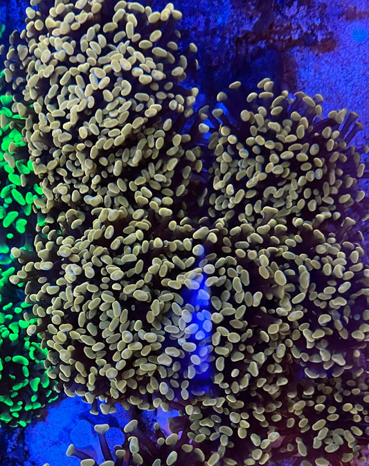 Euphylia paraancora golden Nugget