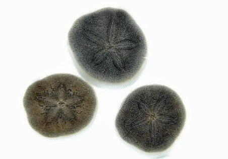 Brissus spp. (Sanddollar flach)