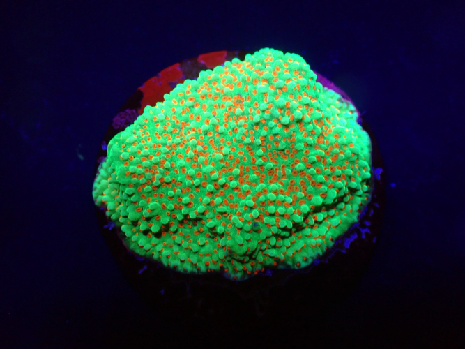 Montipora sp. (Chili Pepper)  WYSIWYG