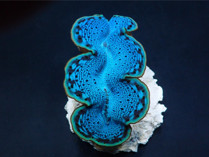 Tridacna maxima (Blau) 4cm