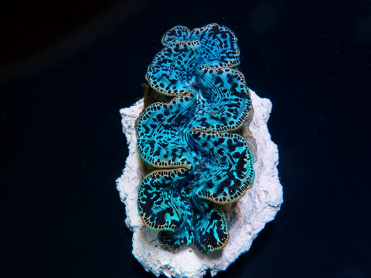 Tridacna maxima (Ultra Blau Pacific) 4cm