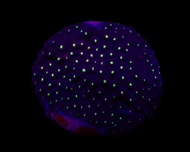 Cyphastrea sp. (Green Polyp) WYSIWYG