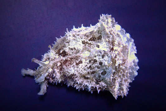 Dolabella auricularia