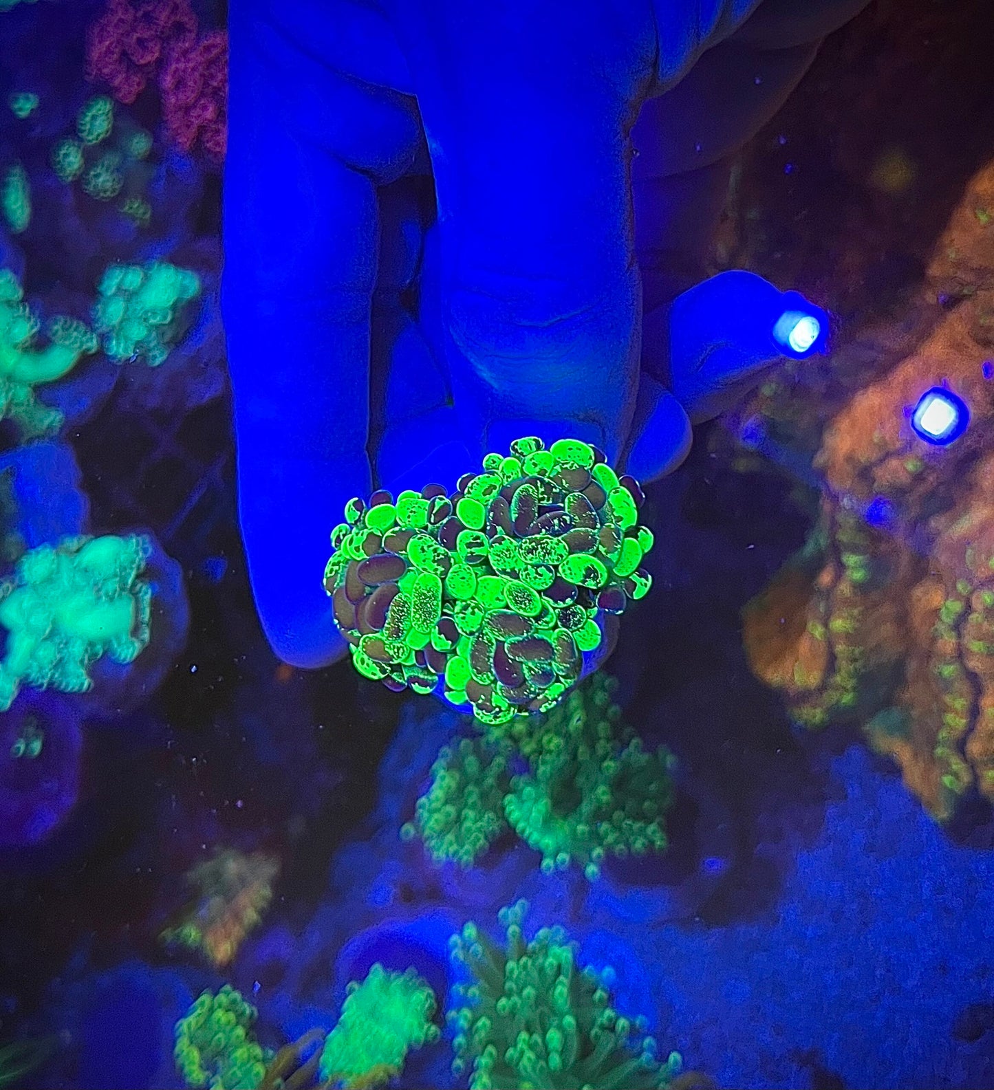 Euphylia toxic green 1 Polyp