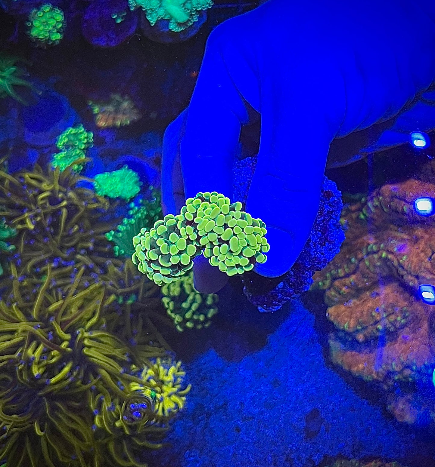 Euphylia golden nugget 1 Polyp