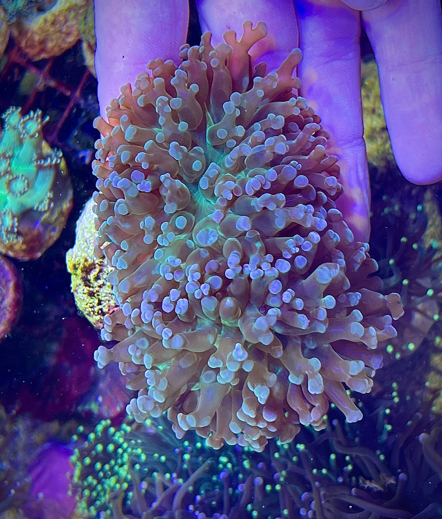 Euphylia paradivisa 2Polyen XL