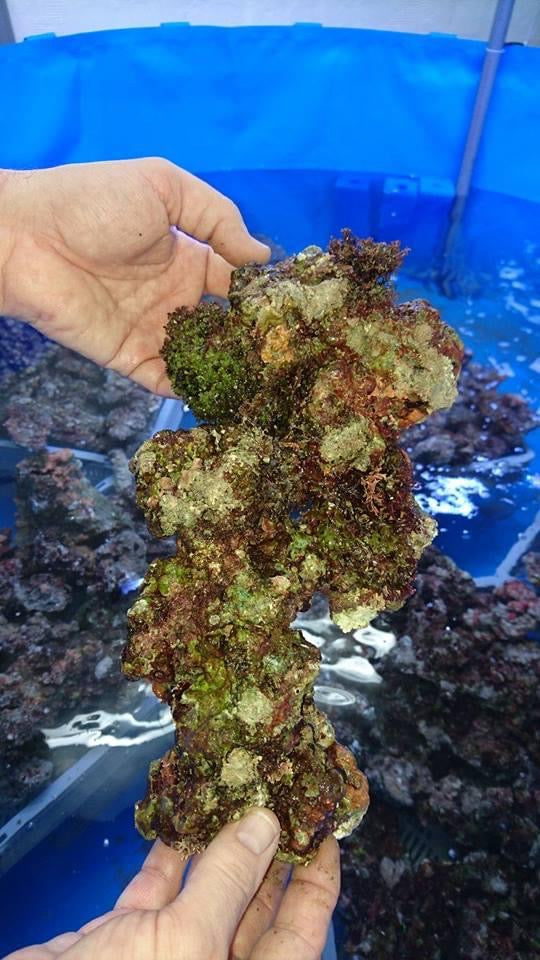 Live rock from aquaculture/top quality