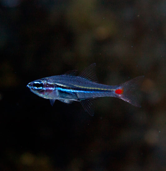 Ostorhinchus parvulus Red-spotted Cardinalfish