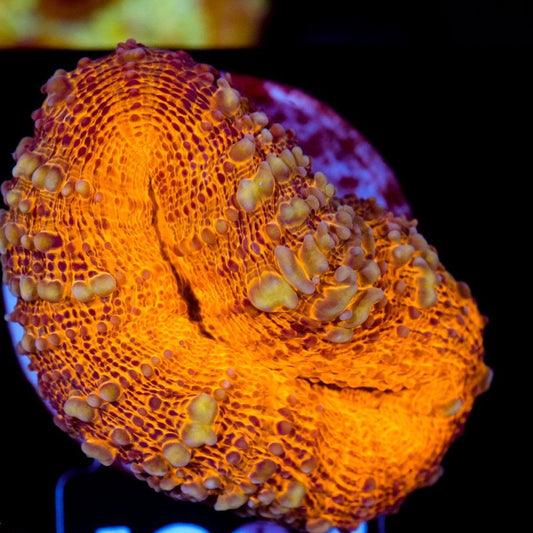 Lobophyllia Orange Shine