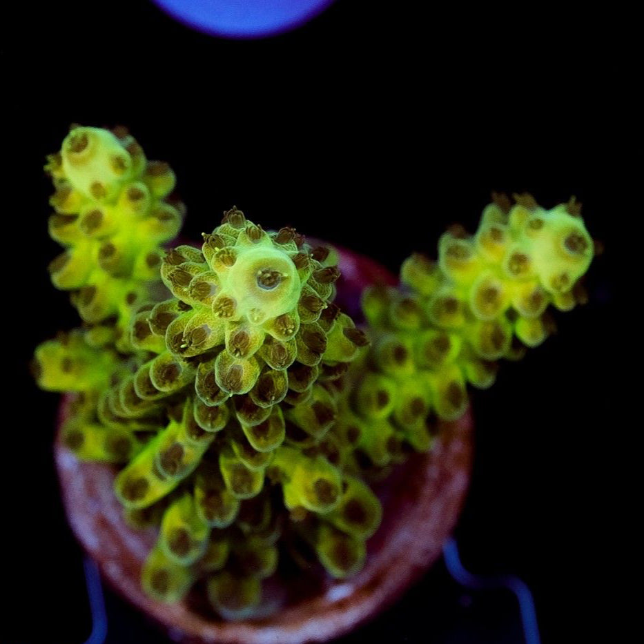 Acropora insigne