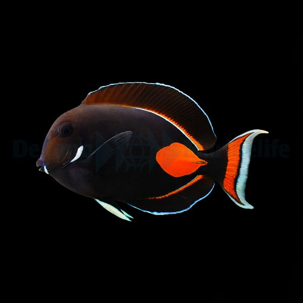 Acanthurus achilles - Achilles Doktorfisch