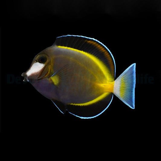 Acanthurus japonicus – Philippinen Doktorfisch