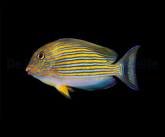 Acanthurus lineatus - Blaustreifen-Doktorfisch