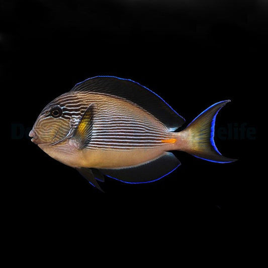 Acanthurus sohal Arabischer-Doktorfisch