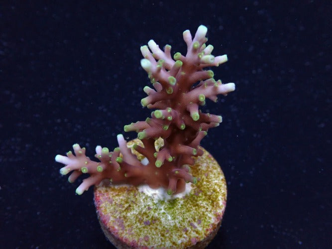 Acropora carduus