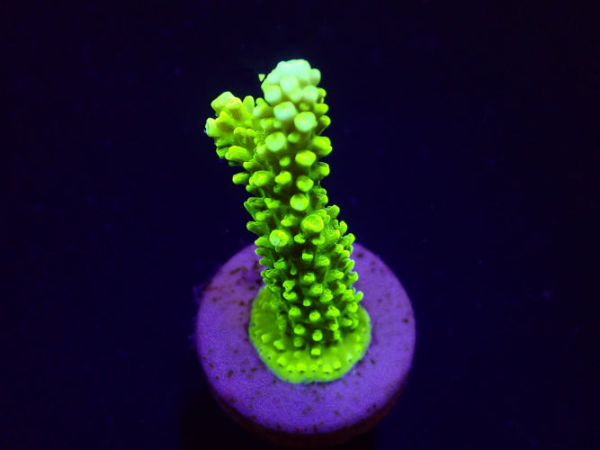 Acropora formosa (Grün)