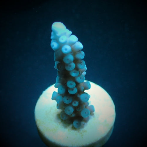 Acropora gomezi