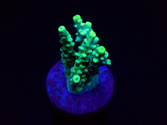 Acropora kimbeensis