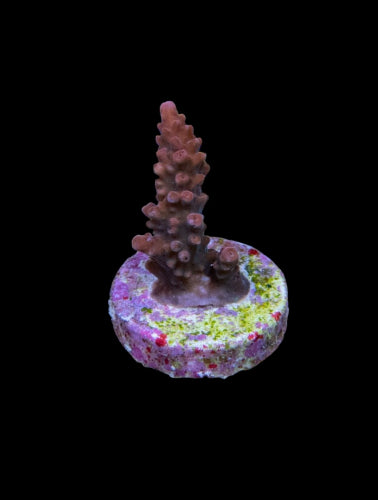 Acropora latistella