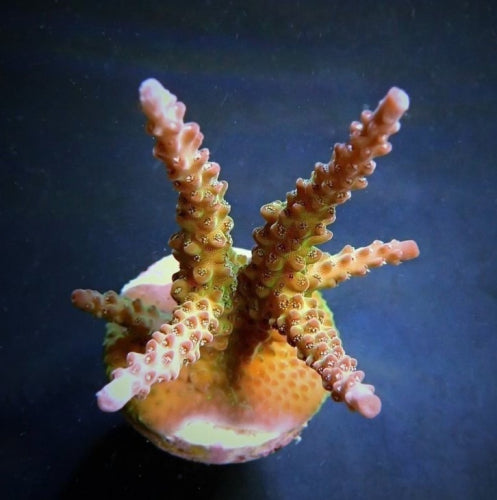 Acropora loisetteae