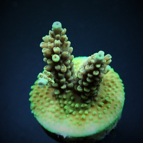 Acropora nasuta