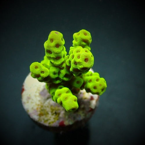 Acropora sarmentosa