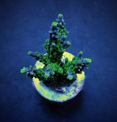 Acropora valida