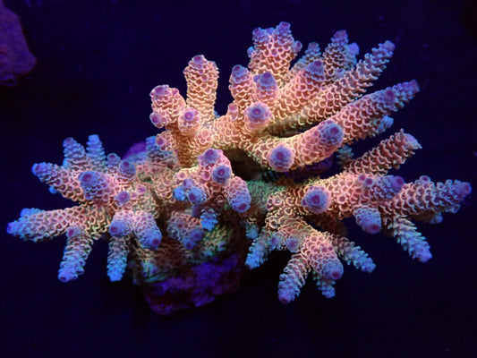 Acropora millepora (Rainbow) M