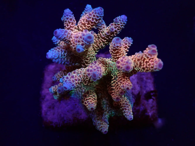 Acropora millepora (Rainbow) M