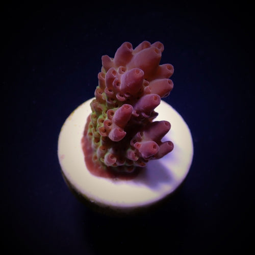 Acropora anthocercis