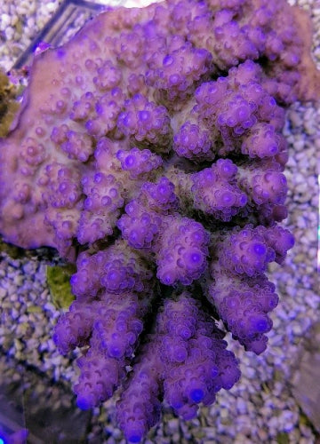 Acropora anthocercis XL