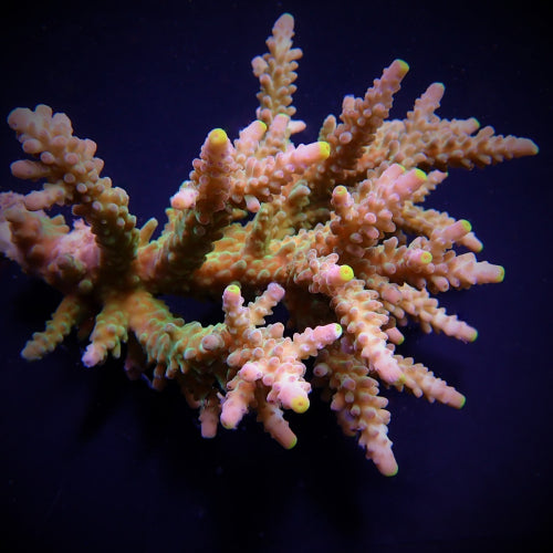 Acropora austera XL