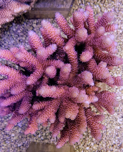 Acropora millepora (Rouge-Rose) XL