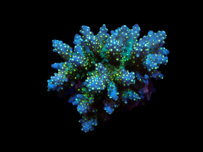 Acropora nana WYSIWYG