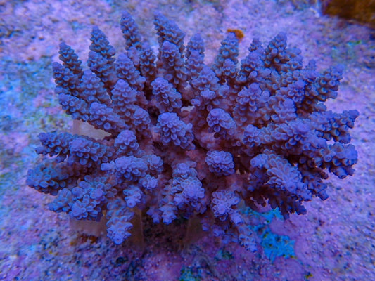 Acropora spp. (Blue) XL